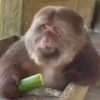 Monos traviesos  19
