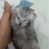 🐈 Gatitos 🐈‍⬛ 15