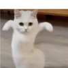 Macaquinhos/ gatinhos 🐈🐒 9