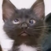🐈 Gatitos 🐈‍⬛ 19