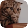 FuNnY CaTs 🐈‍⬛🐈 8