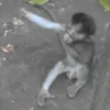 🌀 Monos - Changos 🐒 11