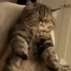 Gatinhos Engraçados😹 7
