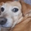 ALEATÓRIAS* DOGS 6