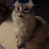 Animales divertidos 🐾 5