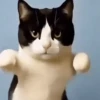 Dancing Kittens TikTok 🐱🎶🐈‍⬛ 12
