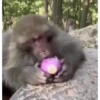 🐒🍌 Monos traviesos 🍌🐒 8