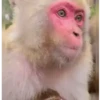 🐒🍌 Monos traviesos 🍌🐒 11