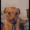 ALEATÓRIAS* DOGS 7