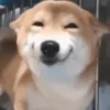 Perros Reacciones🐕🦴 20
