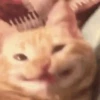 🐈 Gatitos 🐈‍⬛ 9
