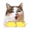 Random Cat 🐱🐾 19