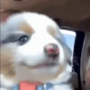 Perros Reacciones🐕🦴 8