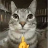 Shitposts | animadas 12