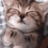 Gatinhos Engraçados😹 13