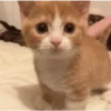 🐾🐱 Gatos Mood 🐱🐾 11