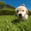 Funny Dogs 🐶 16