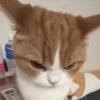 Gatitos Adorables 🐱🐈‍⬛ 18