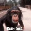 Beshitoss...