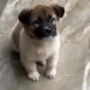 ALEATÓRIAS* DOGS 5