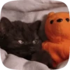 FuNnY CaTs 🐈‍⬛🐈 11