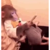Macaquinhos/ gatinhos 🐈🐒 6