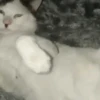 MemEs De GaTiToS 😀🐾🐱 10