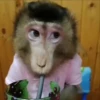 Monos traviesos  5
