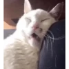 Macaquinhos/ gatinhos 🐈🐒 8