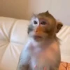 Monos traviesos  13