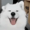 Perros Reacciones🐕🦴 21