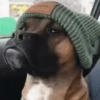Perros Reacciones🐕🦴 5