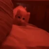 MemEs De GaTiToS 😀🐾🐱 12