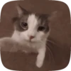 FuNnY CaTs 🐈‍⬛🐈 5