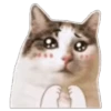 Random Cat 🐱🐾 10