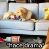 Animalitos cute ✨😸🐾 13