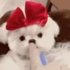 Animales cute ️ 29