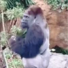 🤣🦍Monos Traviesos😂🦍 12