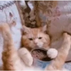 🐾🐱 Gatos Mood 🐱🐾 14