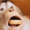 🤣🦍Monos Traviesos😂🦍 13
