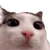 Shitposts | animadas 13