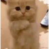 Gatos lindos 🐱💕✨ 8