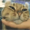 🐾🐱 Gatos Mood 🐱🐾 15
