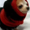 Doguinhos + preguiça + frio 19
