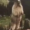 Meme / memes funny gif 9