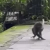 🐒🍌 Monos traviesos 🍌🐒 12