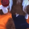 Perros Reacciones🐕🦴 24