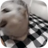 FuNnY CaTs 🐈‍⬛🐈 15