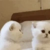 Perros y Gatos Random 🐕🐈 13