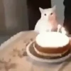 Gatos 🐱🐈 20